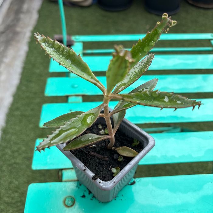 Superbe bouture Kalanchoe daigremontiana, plantes-mères ou Mère de milliers. - photo numéro 2