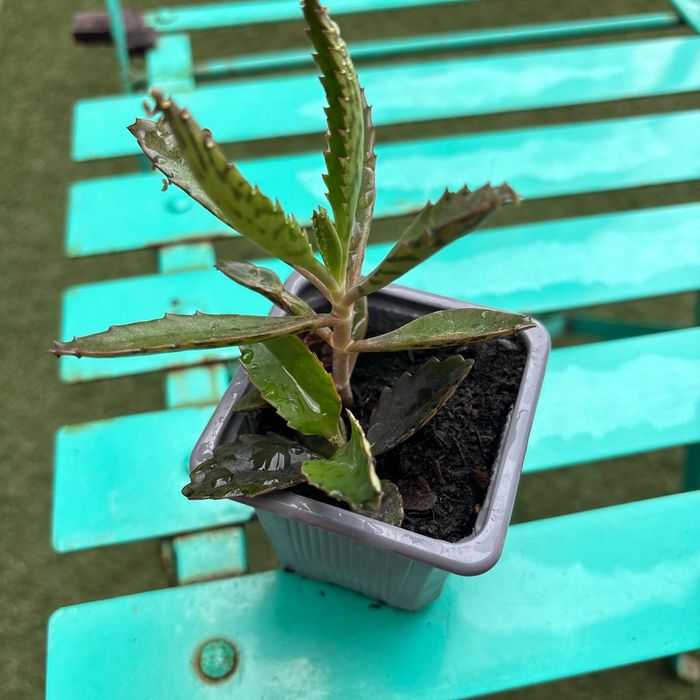 Superbe bouture Kalanchoe daigremontiana, plantes-mères ou Mère de milliers. - photo numéro 5