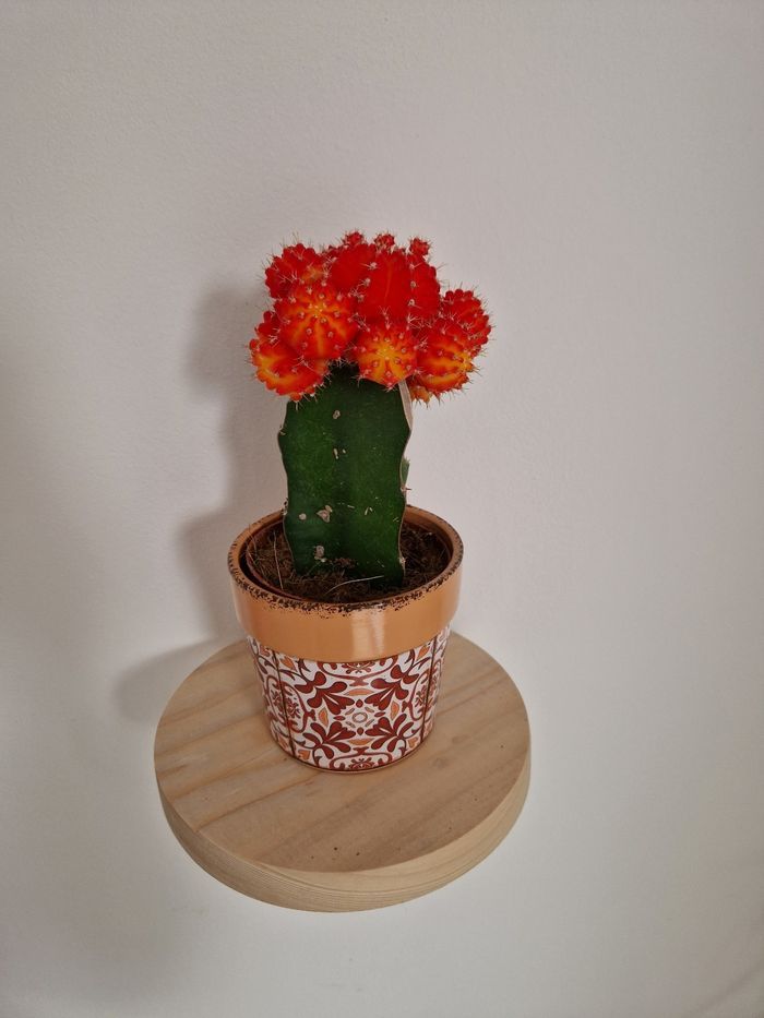 Etagere mural ronde - photo numéro 2