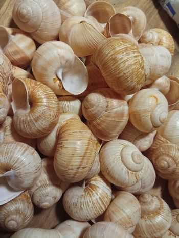 Coquilles d'escargots
