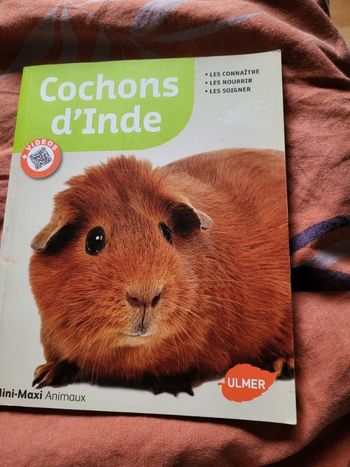 Cochons d inde