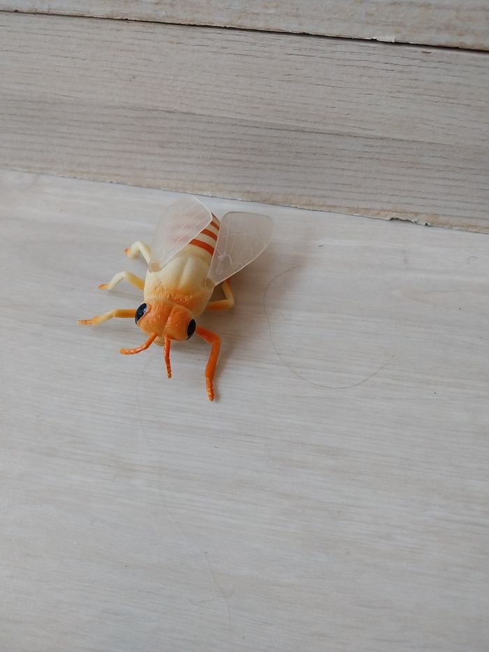 Lot insecte - photo numéro 5