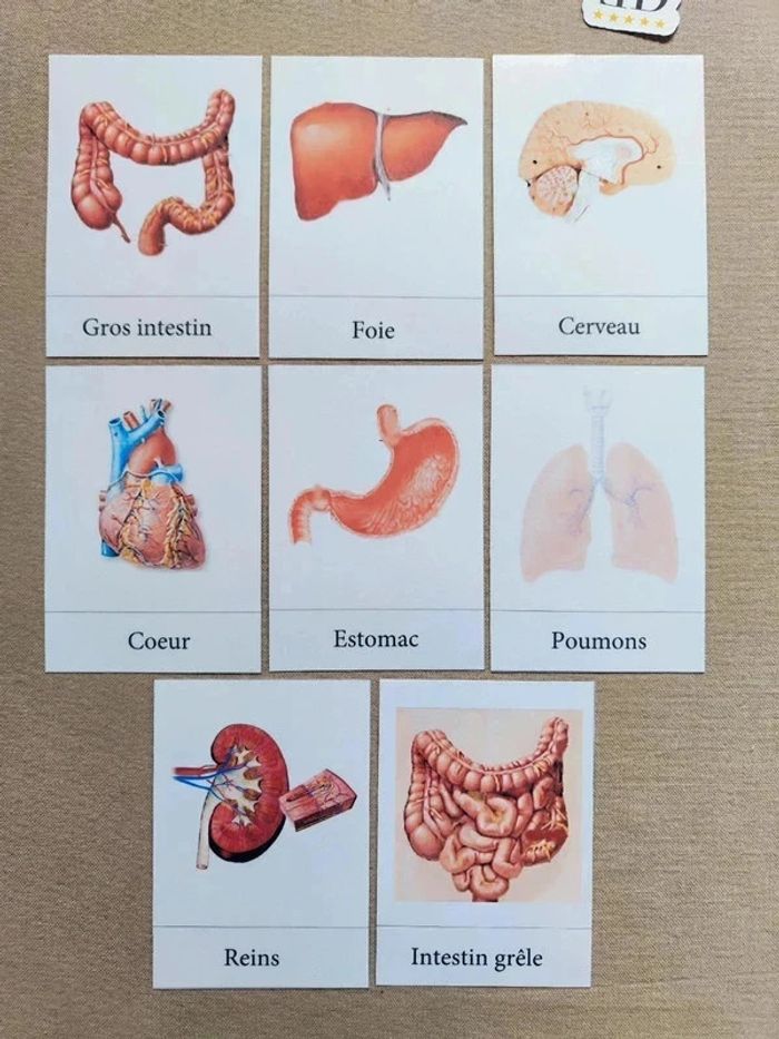 Cartes de nomenclature des organes du corps humain + figurines - photo numéro 2