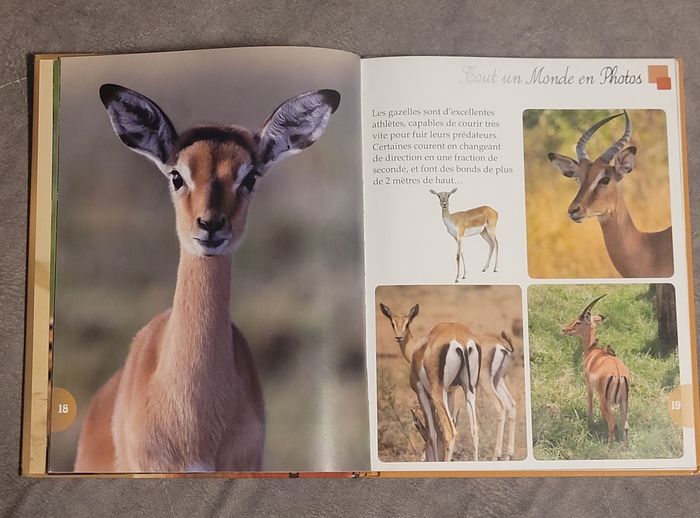 Les animaux de la savane Piccolia - photo numéro 3