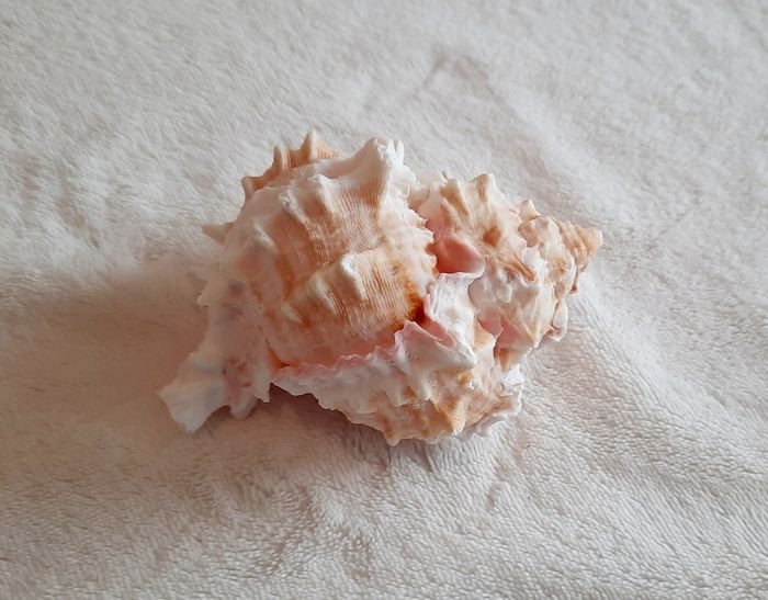 Coquillage - photo numéro 5