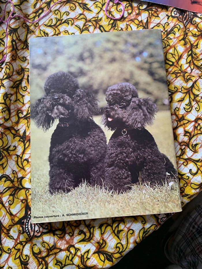 Le caniche - photo numéro 2