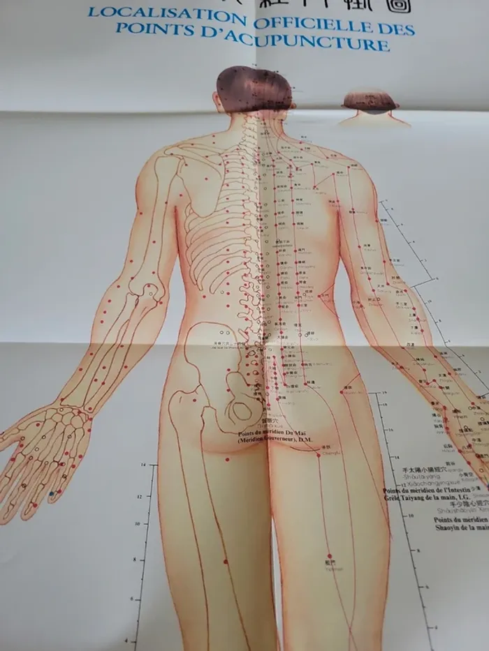 Localisation officielle des points d' acupuncture - photo numéro 2