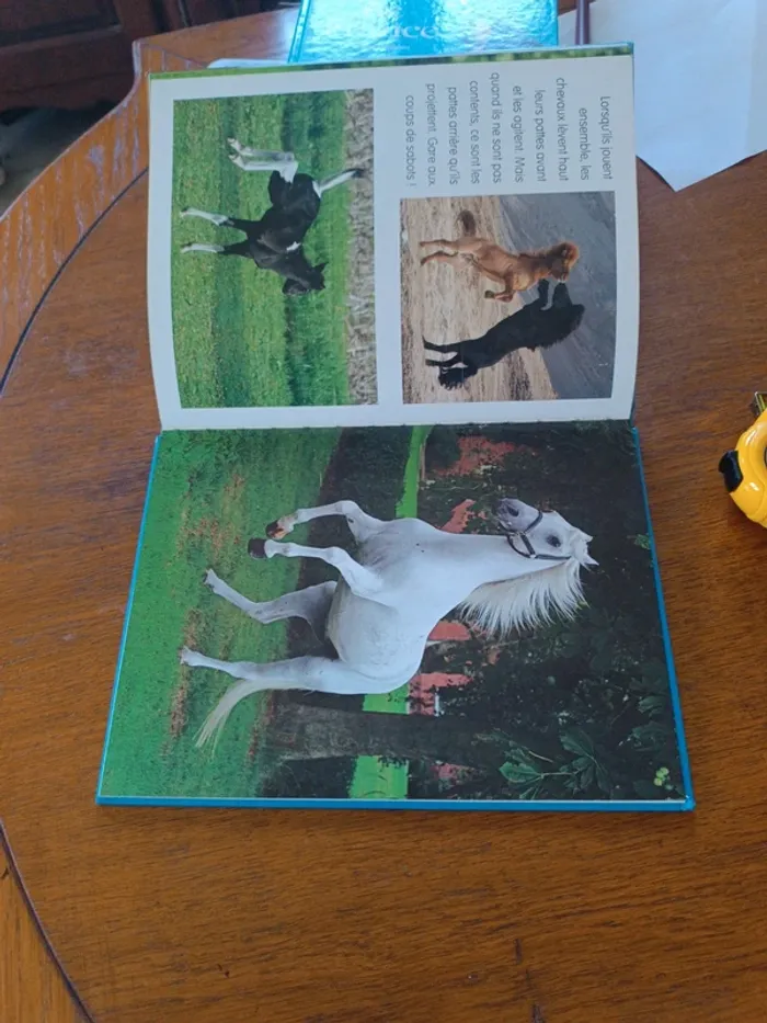 Les chevaux - photo numéro 6