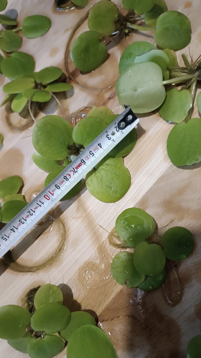 Lot de 18 laitues plantes flottantes aquarium - photo numéro 5