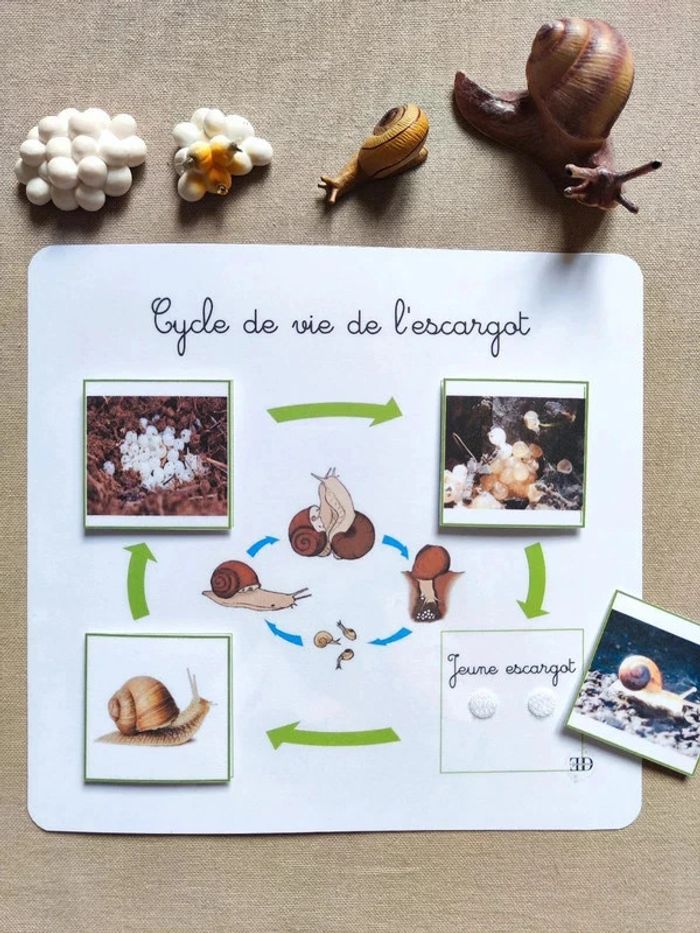 Kit cycle de vie d'un escargot Montessori - photo numéro 2