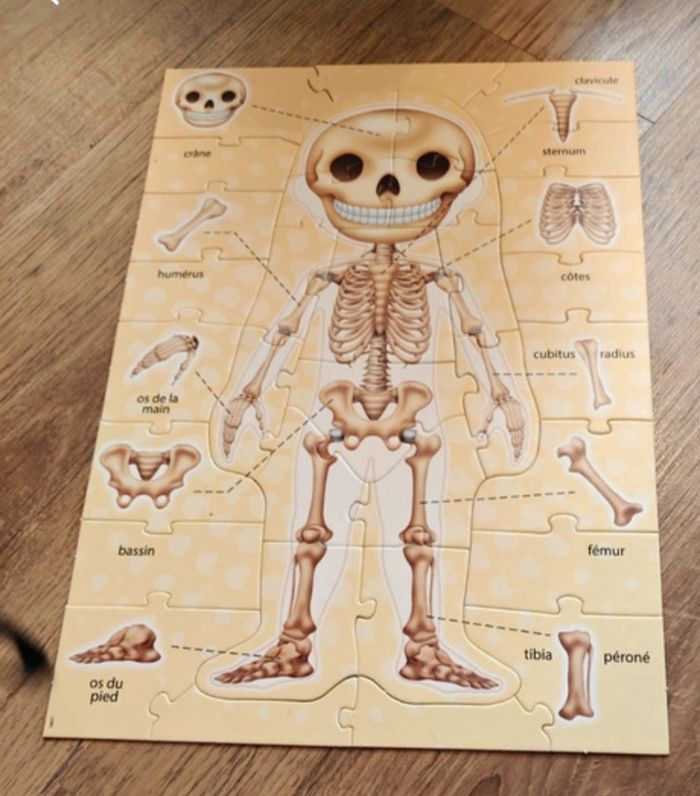 Puzzle corps humain - photo numéro 5