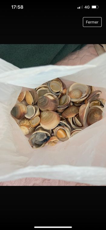 Coquillages