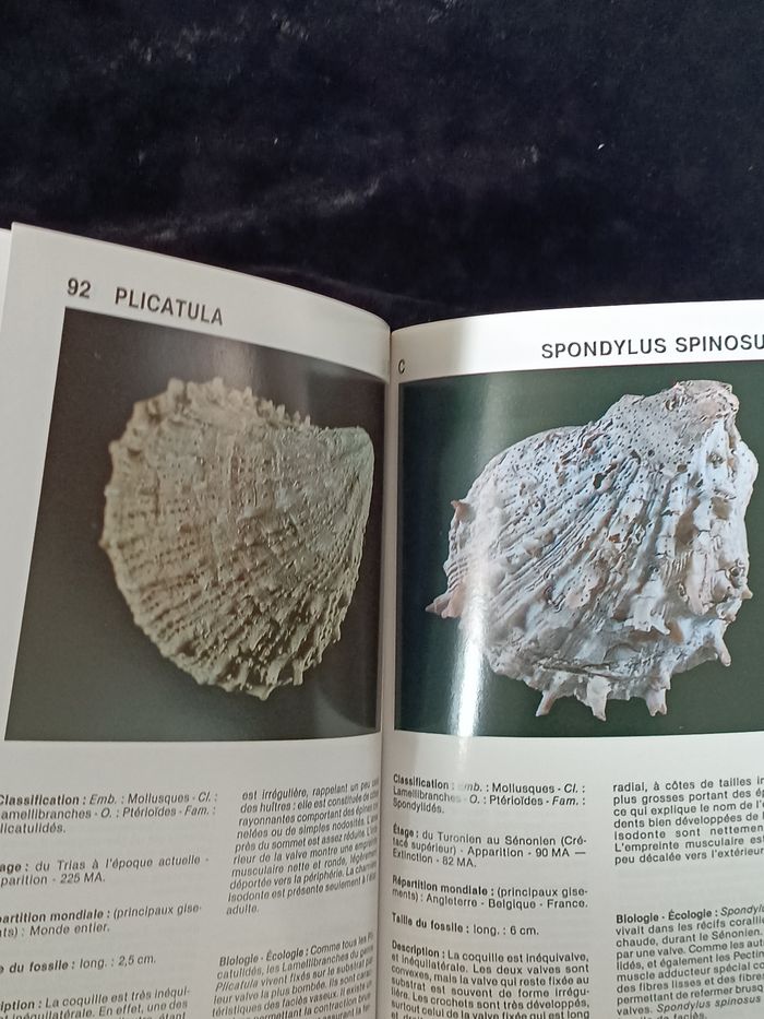 Les fossiles guide encyclopédique - photo numéro 6