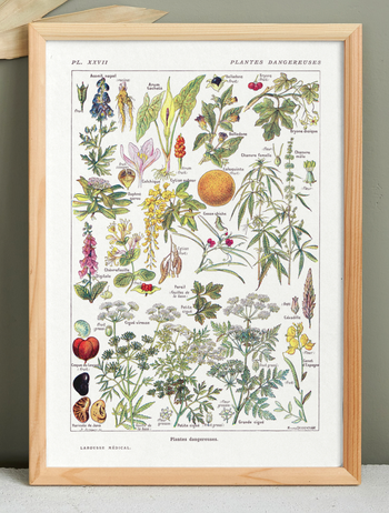 Affiche sur les plantes dangereuses "cigue", d'après une lithographie de 1920