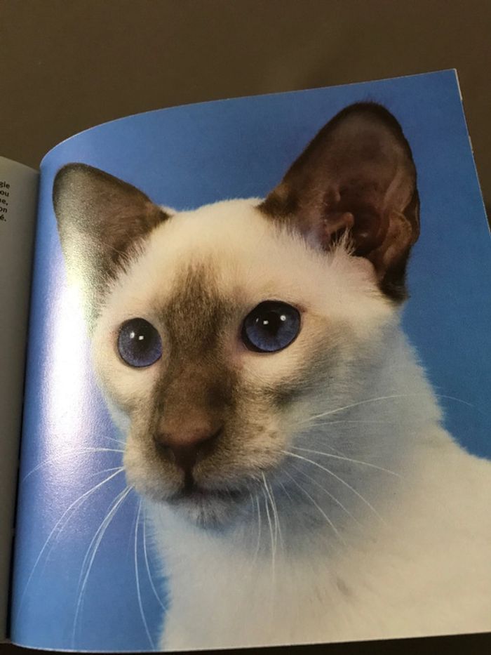 Livre Les chats - photo numéro 5