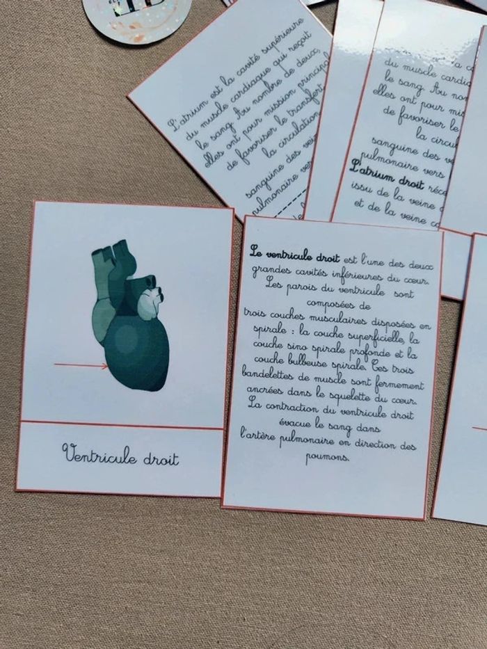 Cartes de nomenclature de la structure du coeur - photo numéro 8