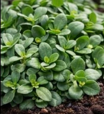 Pourpier 600 graines 