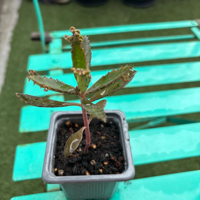 Superbe bouture Kalanchoe daigremontiana, plantes-mères ou Mère de milliers. - photo numéro 2