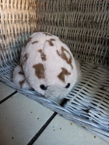 Phoque brun et beige