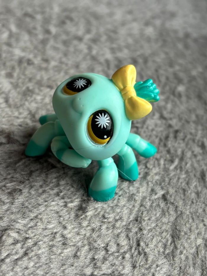 Petshop araignée - photo numéro 3