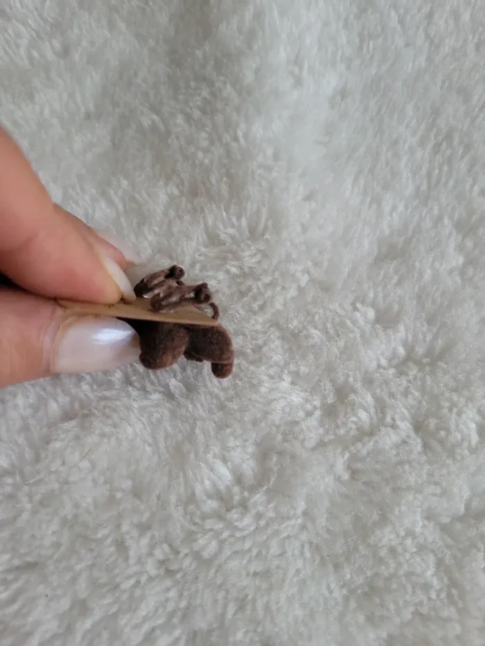 Clips oursons bruns - photo numéro 3