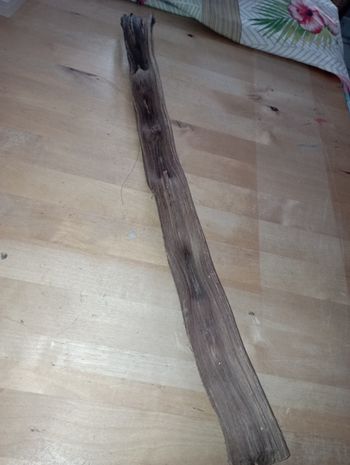 Branche de terrarium