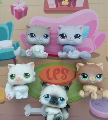 Lot petshop Persan 