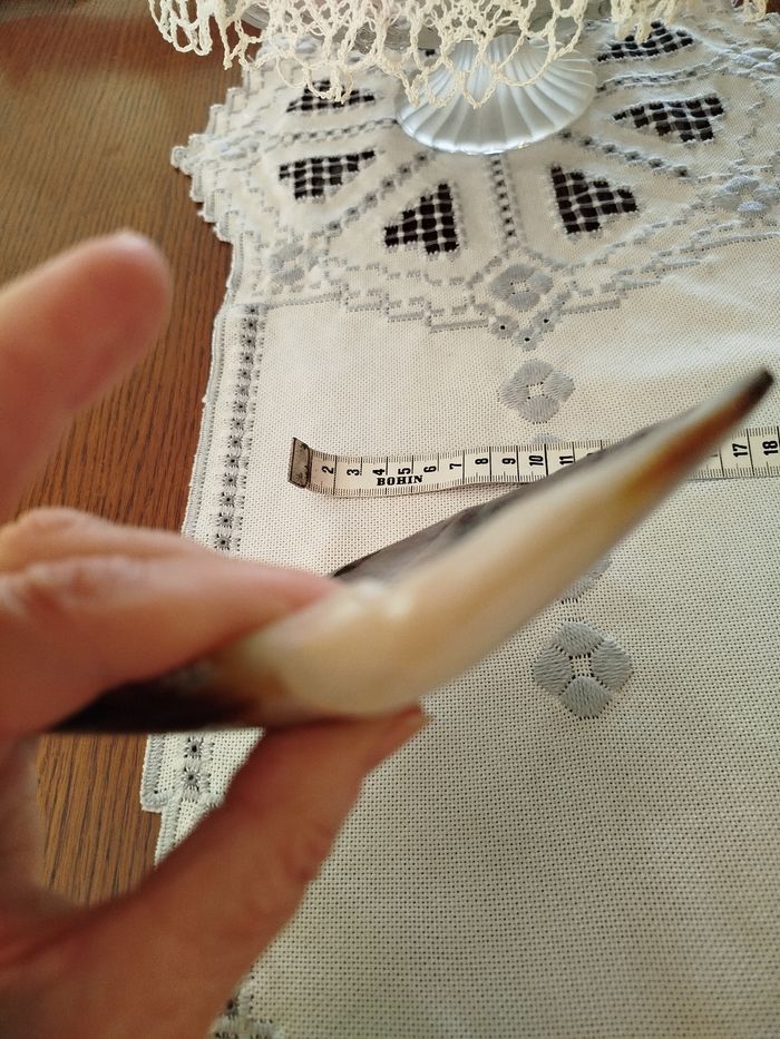 Un coquillage - photo numéro 3