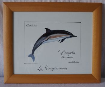 CADRE DAUPHIN