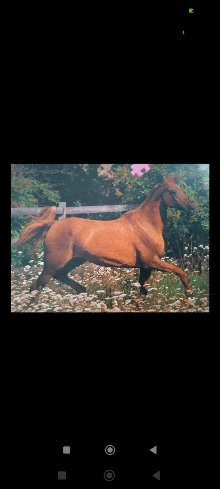 Puzzle 1000 pièces ravensburger complet - photo numéro 3