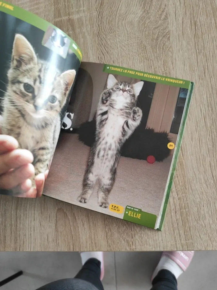 Livres photos chatons - photo numéro 4