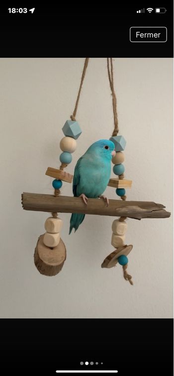 Jouet oiseaux /bois flotter