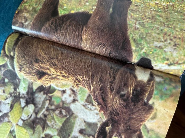 Grand recueil ancien livre album Lisette et Caroline bleu numéro 1 Pierre Probst - photo numéro 17