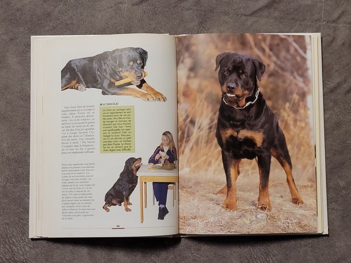Le Rottweiler Filippo Cattaneo - photo numéro 4