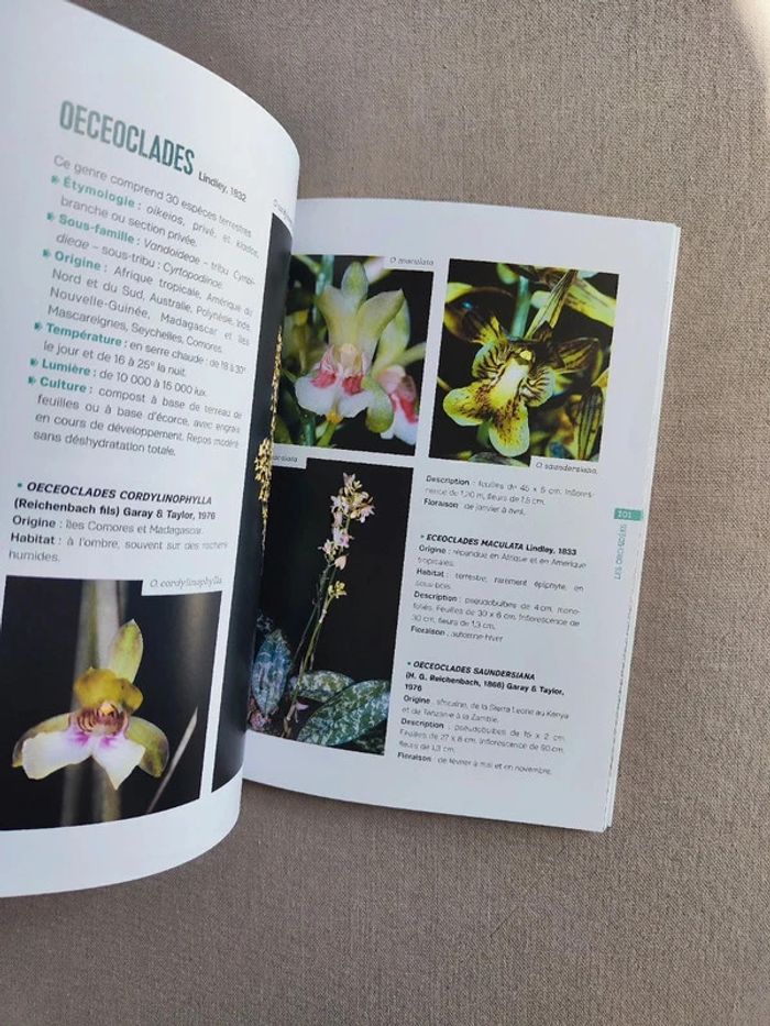 Livre Les essentiels du jardin, les Orchidées - photo numéro 4