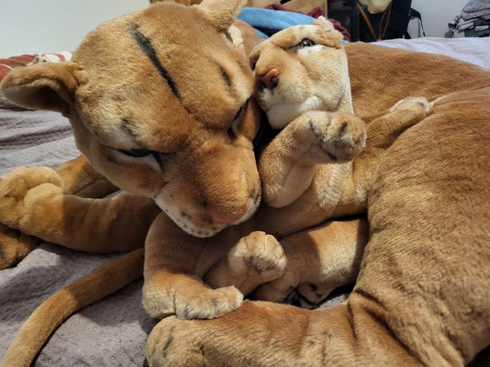 Lionne et son metit - photo numéro 3