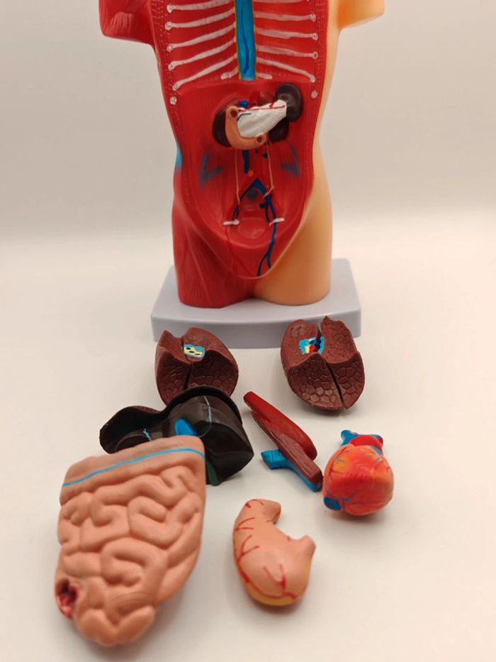 Maquette anatomie corps humain - photo numéro 5