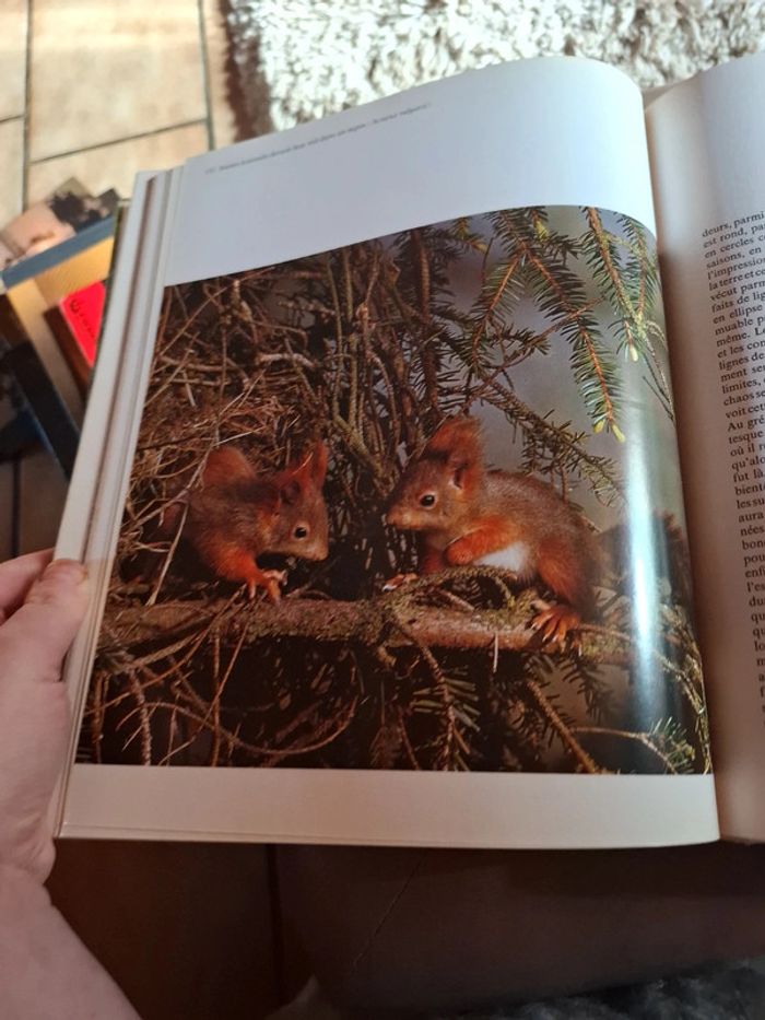 Le grand livre de la forêt. - photo numéro 7
