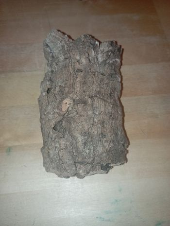 Décoration terrarium 