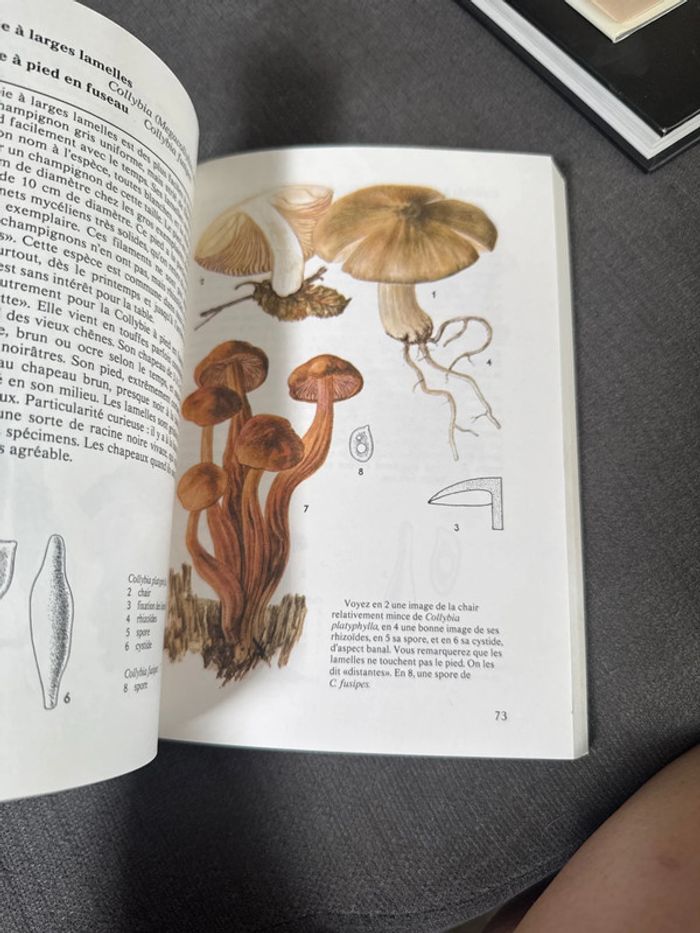 Champignons - photo numéro 4