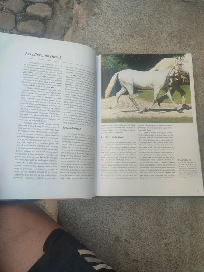 Livre la splendeurs du cheval - photo numéro 17