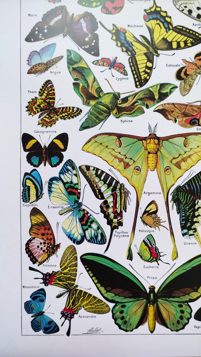 🦋 Affiche sur les papillons, d'après une illustration ancienne de 1928 - photo numéro 3
