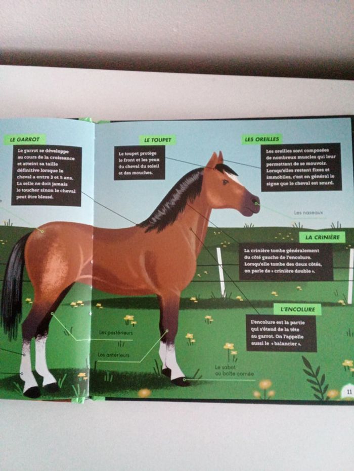 Dis pourquoi ? les chevaux - photo numéro 2