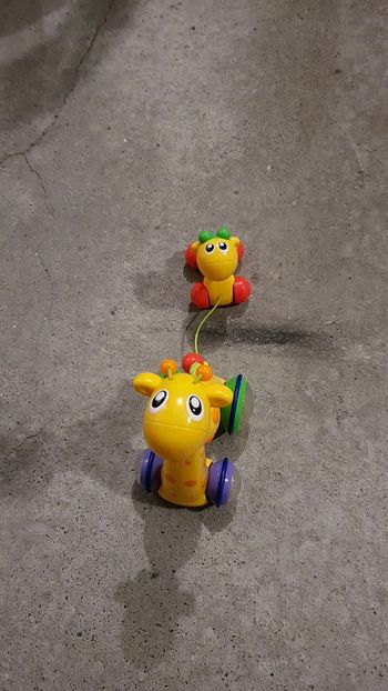 La girafe et son girafon.