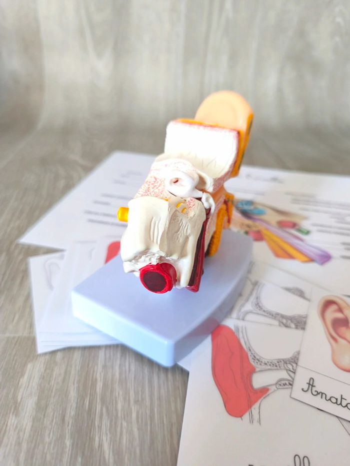 Kit anatomie de l'oreille - photo numéro 5