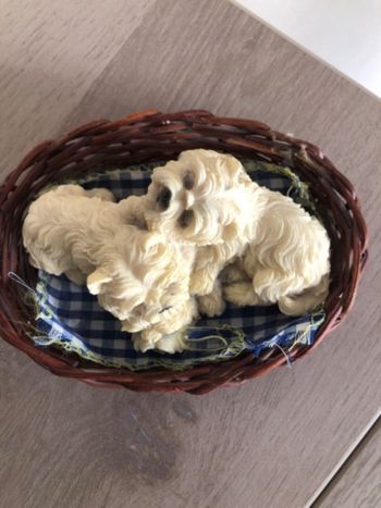 Petits chiots dans panier osier