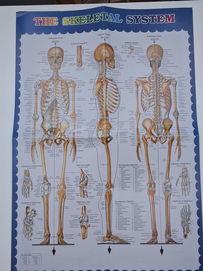 Mini modèle squelette humain pour anatomie - photo numéro 5