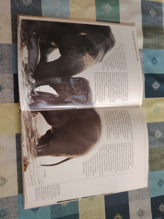 Livre sur l'éléphant - photo numéro 5