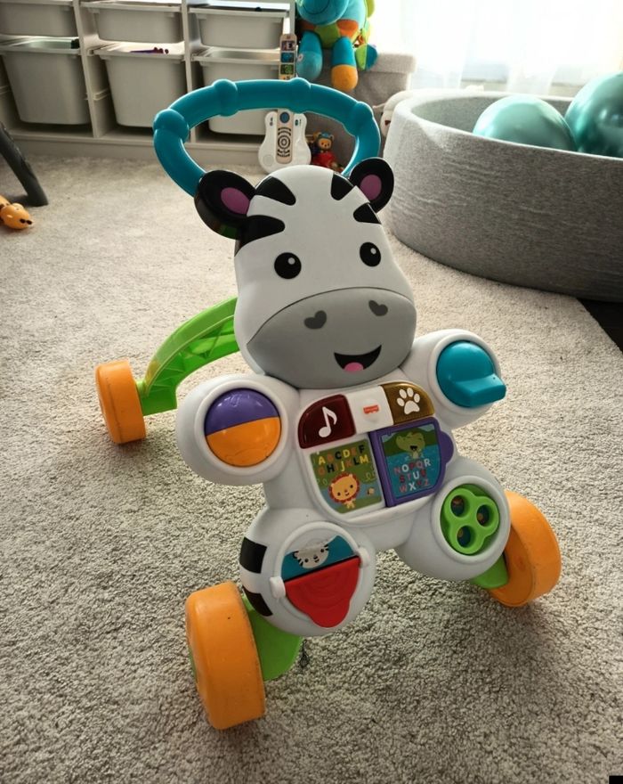 Trotteur zèbre - photo numéro 2