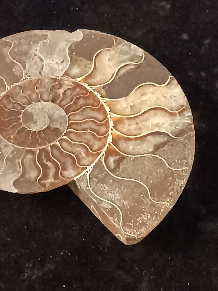Ammonite - photo numéro 10